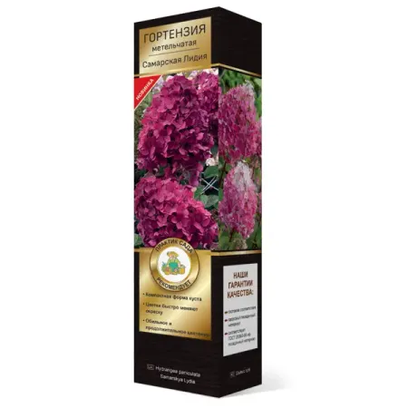 Гортензия метельчатая Самарская Лидия гортензия метельчатая мэджикал килиманджаро ø17 h20 см