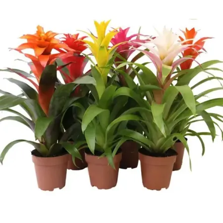 Гузмания микс ø12 h45 см