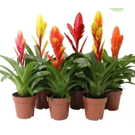 Вриезия Раннер Капкейк микс ø12 h50 см