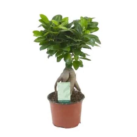 Фикус Гинсенг ø12 h30 см