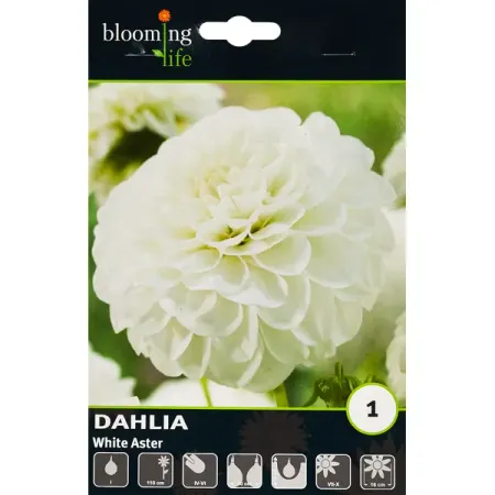 Георгина шаровидная Уайт Астер 100 мм