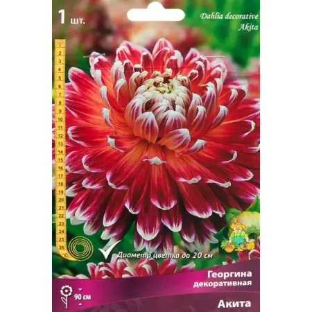 Георгина декоративная Акита луковица I