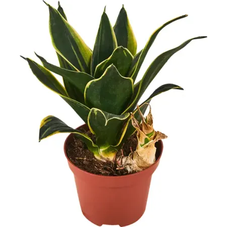 Сансевьера Хахна Пагода ø9 h18 см сансеверия лауренти 17x65 см