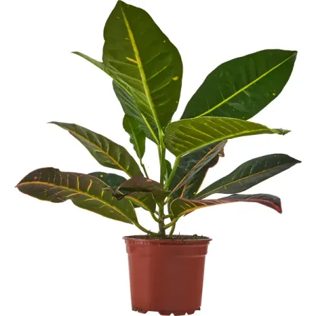 Кодиеум Петра ø12 h25 см