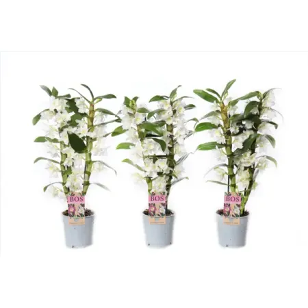 Дендр Нобиле Аполлон ø12 h50 см коллекционная монета аполлон 50 лет