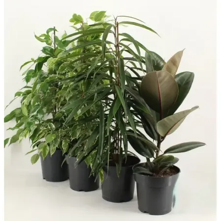 Фикус Роял микс ø17 h50 см