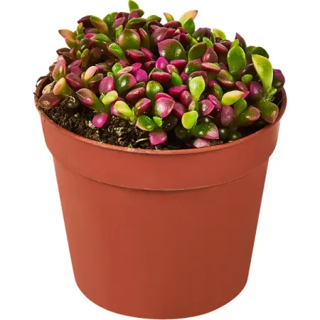 Анакампсерос ø6.5 h8 см симпатичная девчачья фоторамка наклейка на ноутбук заднее окно модные наклейки растения спорт пвх виниловая наклейка