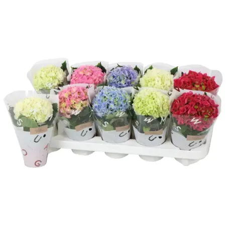 Гортензия микс ø9 h15 см