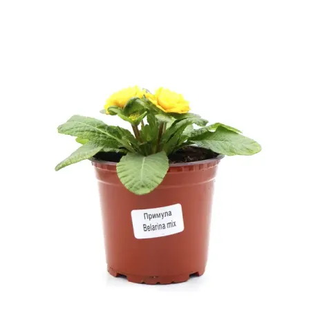 Примула Белларина ø12 h15 см бурлящий шар для ванны eo laboratorie примула и зеленый чай 220 г