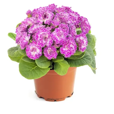 Примула махровая ø10 h15 см бурлящий шар для ванны eo laboratorie примула и зеленый чай 220 г