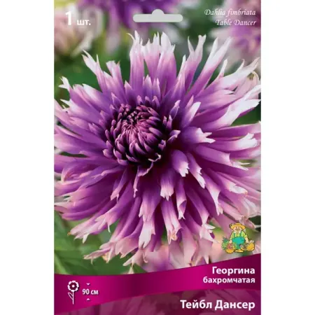 Георгина бахромчатая Тейбл Дансер луковица I