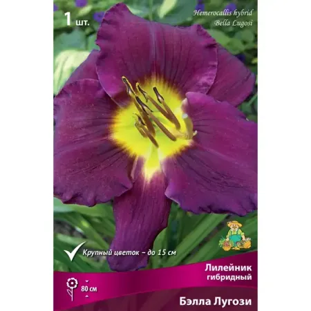 Лилейник гибридный Бэлла Лугози луковица I