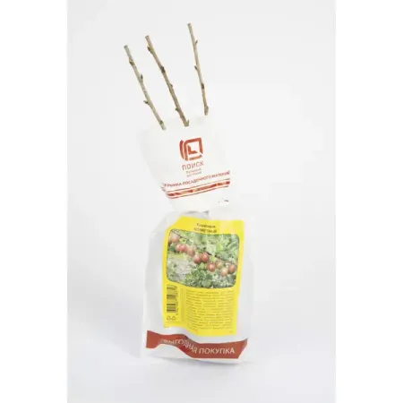 Крыжовник микс h37 см