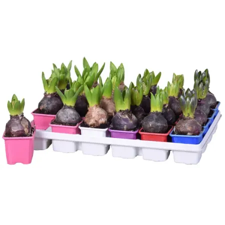 Гиацинт микс ø7 см