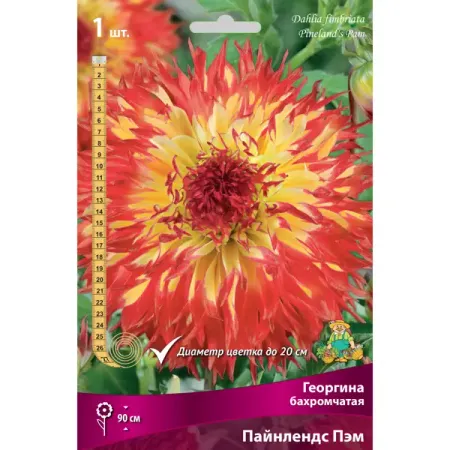 Георгины бахромчатые Пайнлендс Пэм