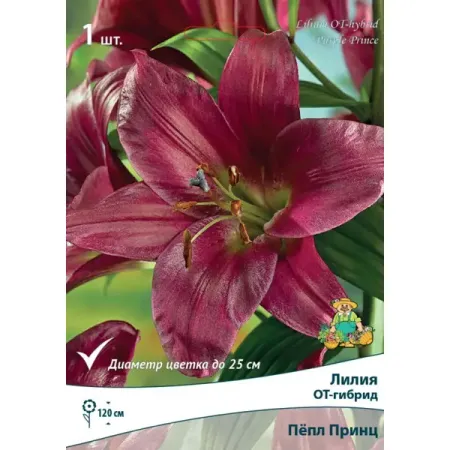 Лилия ОТ-гибрид Пёпл Принц луковица 12/14 луковицы растений тюльпан пепл принц 10 11 2шт