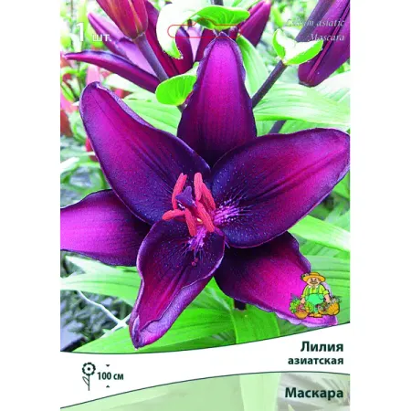 Лилия азиатская Маскара луковица 12/14 лилии азиатские блэк аут луковицы 14 16 1 шт