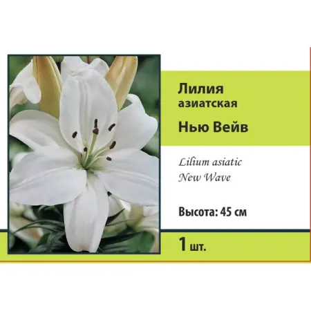 Лилия азиатская Нью Вейв лилия азиатская леди элайн