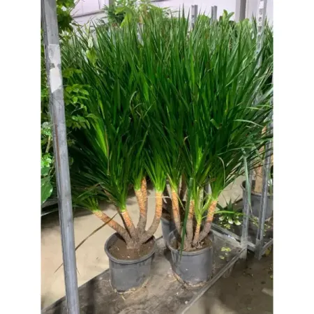 Драцена многоствольная ø30 h140 см