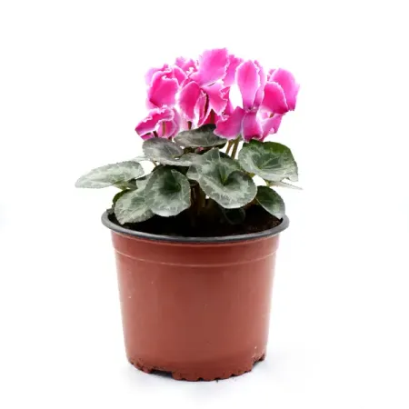 Цикламен микс ø17 h20 см