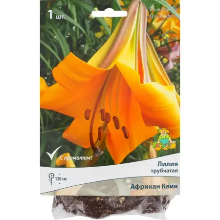 Лилии трубчатые «Африкан Квин», размер луковицы 14/16, 1 шт. лилии азиатские блэк аут   луковицы 14 16 1 шт