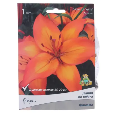 Лилия ЛА-гибрид «Фиамма», высота 50 см, 1 шт.