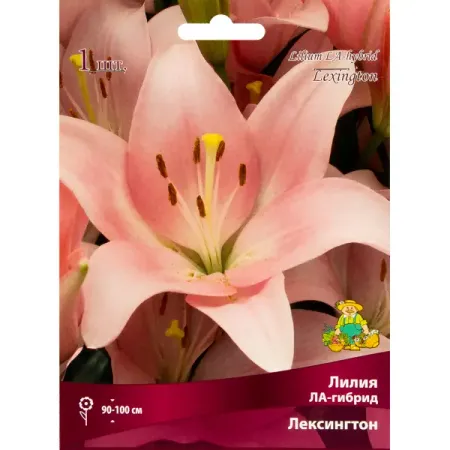 Лилия ЛА-гибрид «Лексингтон», размер луковицы 14/16 тюльпан дарвинов гибрид ред импрешн луковицы 10 11