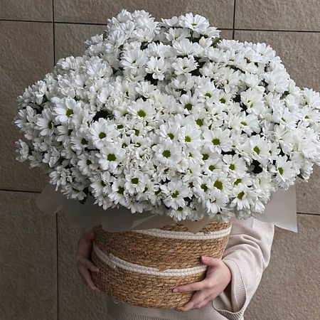 Букет живых цветов ЦВЕТОЧНЫЙ БАР LOFТ Корзина ромашковой хризантемы 51 шт