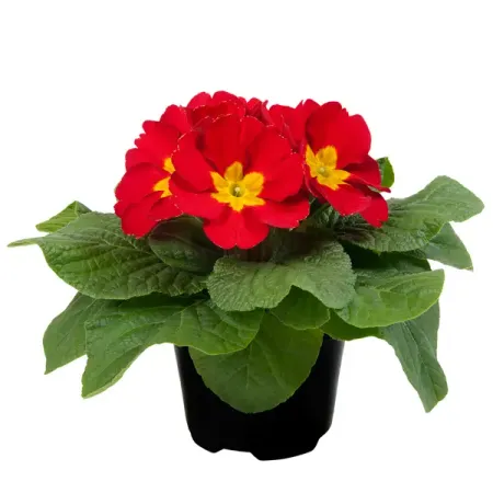 Примула 11x15 см бурлящий шар для ванны eo laboratorie примула и зеленый чай 220 г