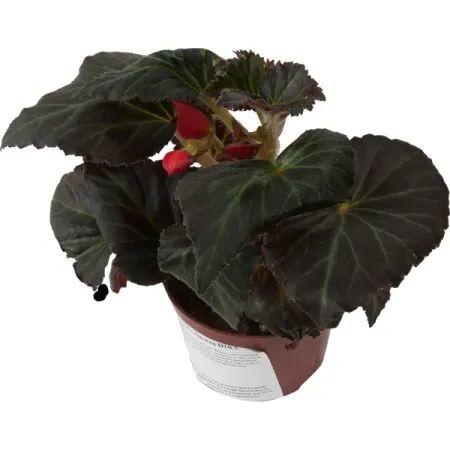 Бегония клубневая d10.5 бегония гавриш гоу гоу розовая f1 клубневая гранул 4 шт пробирка