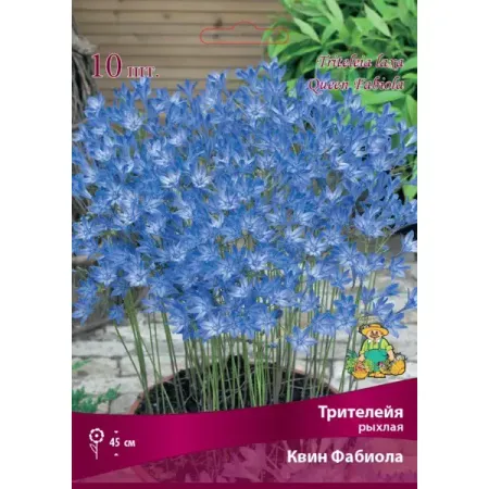 Трителейя рыхлая Бордо Квин Фабиола луковица 5/6