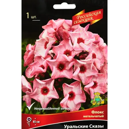 Флокс метельчатый Уральские сказы