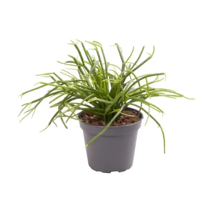 Рипсалис Кассута ø6 h12 см белые и черные круглые картонные открытки с коричневой маркировкой 4 4 см