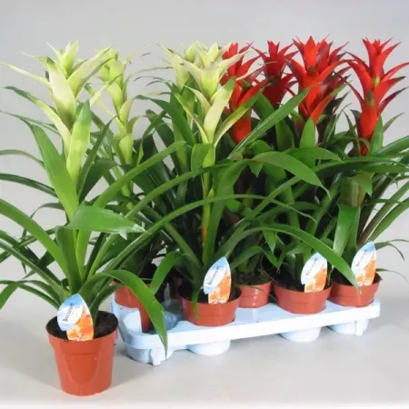 Гузмания микс ø12 h45 см