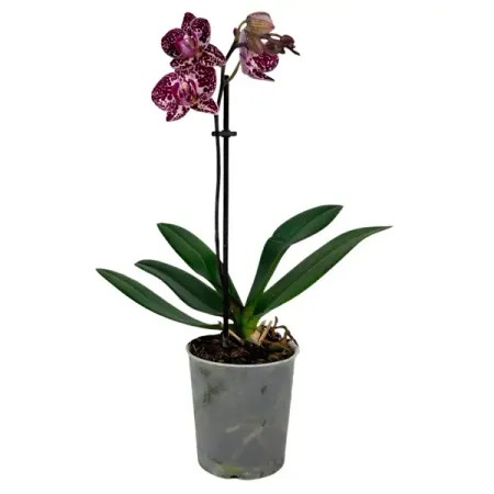 Фаленопсис мини микс ø9 h35 см