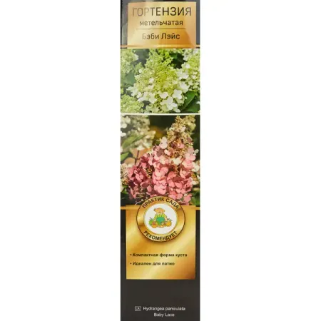 Гортензия метельчатая Бэби Лэйс h100 см гортензия метельчатая жемчужина фестиваля ø17 h20 см