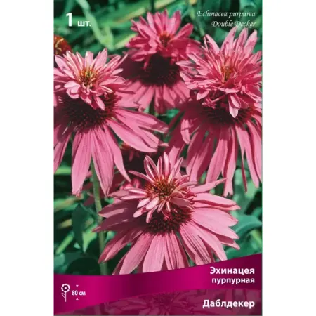Эхинацея пурпурная Даблдекер луковица I фиточай эхинацея пурпурная трава 50 гр