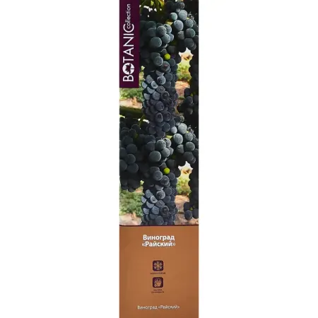 Виноград микс туба h36 см