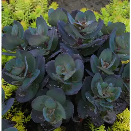 Седум Блю Перл 100 мм