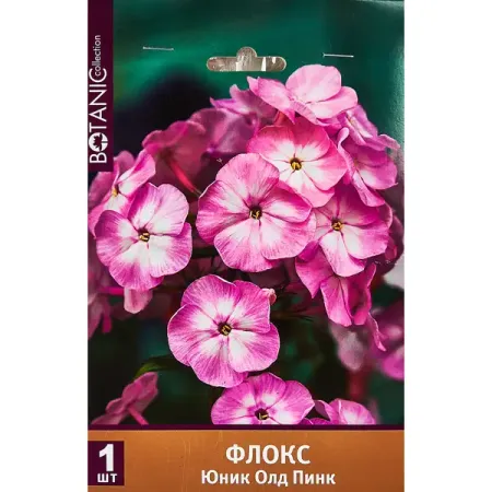 Флокс метельчатый Юник Олд Пинк 100 мм