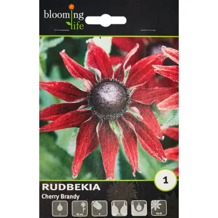 Рудбекия Черри Бренди