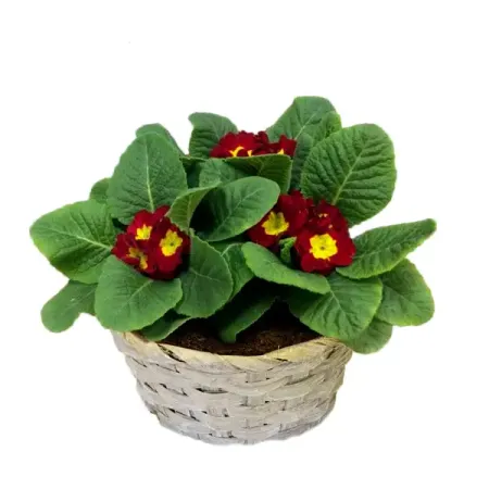 Примула ø19 h15 см бурлящий шар для ванны eo laboratorie примула и зеленый чай 220 г