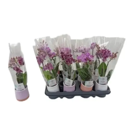 Орхидея Фаленопсис ø6 h20 см орхидея фаленопсис экстра микс 1 стебель ø12 h55 70 см