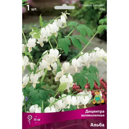 Дицентра великолепная Альба I, 1 шт