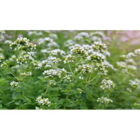 Душица обыкновенная Вайт душица трава пачка 50г