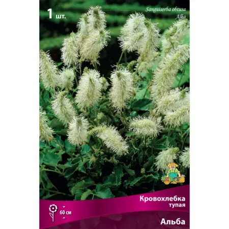 Кровохлёбка тупая «Альба», 1 шт. ярко розовые фольгированные шары microplush