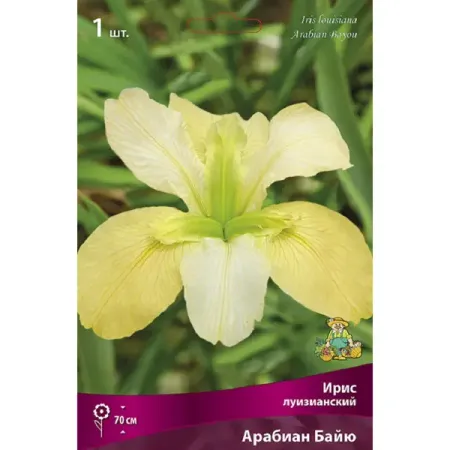Ирис луизианский Арабиан Байю