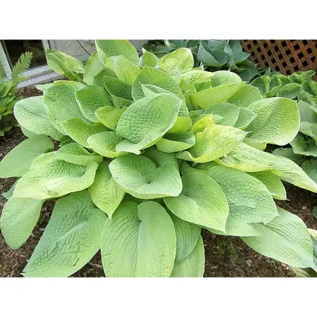 Хоста Август Мун 100 мм cf500 cf625 cf первичная плотная пластина шкива для x5 x6 cf188 196 atv utv 500 188 600 xinyang cf625 0180 051300 0003 quad hl 23t