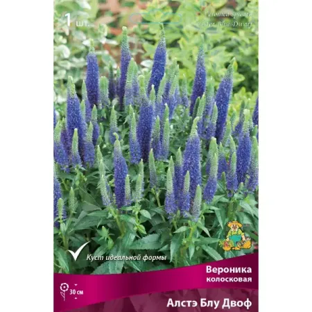 Вероника колосковая Алстэ Блу Дворф луковица I тайна заснеженного леса вероника медведева