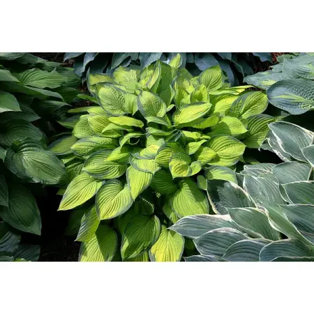 Хоста Голд Стандарт 100 мм коктейль oakheart ориджинал спайсд голд россия 0 7 л кола 2х0 33 л